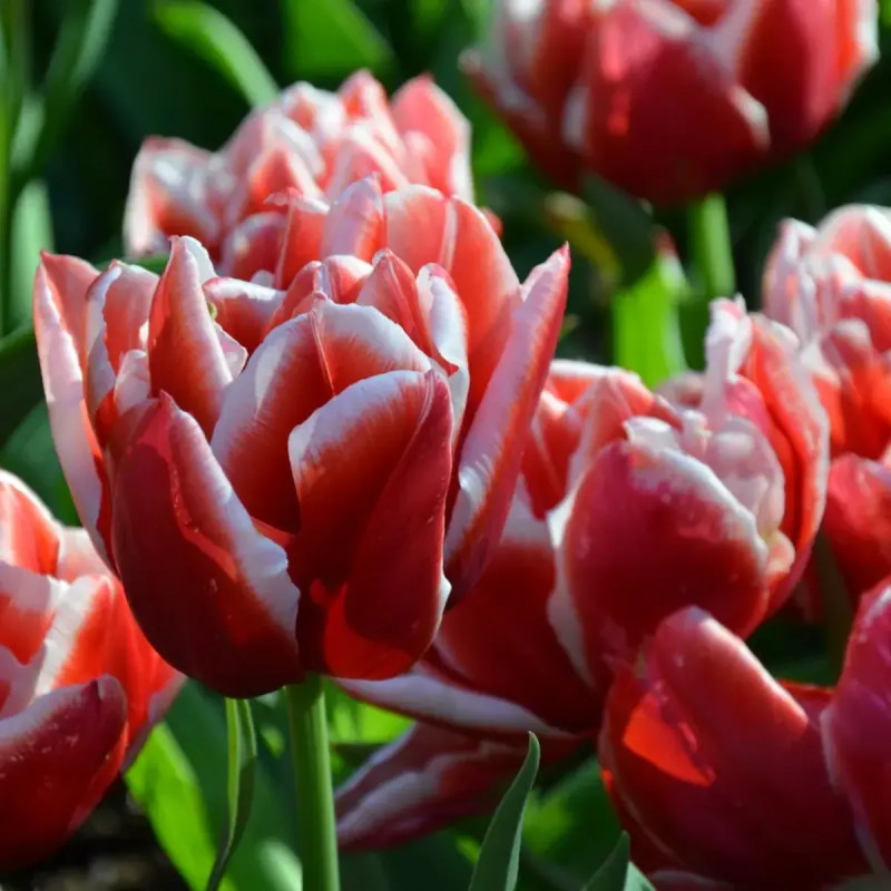Tulipe Double Hâtive 'Concorde' - Tulipa | Achat direct au producteur