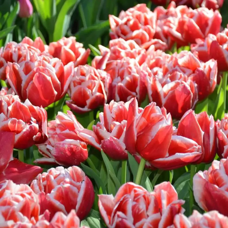 Tulipe Double Hâtive 'Concorde' - Tulipa | Achat direct au producteur