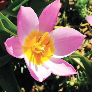 Tulipe botanique Saxatilis - Tulipa | Achat direct au producteur