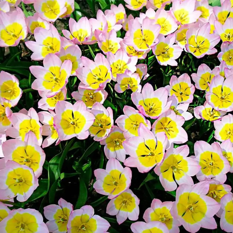 Tulipe botanique Saxatilis - Tulipa | Achat direct au producteur