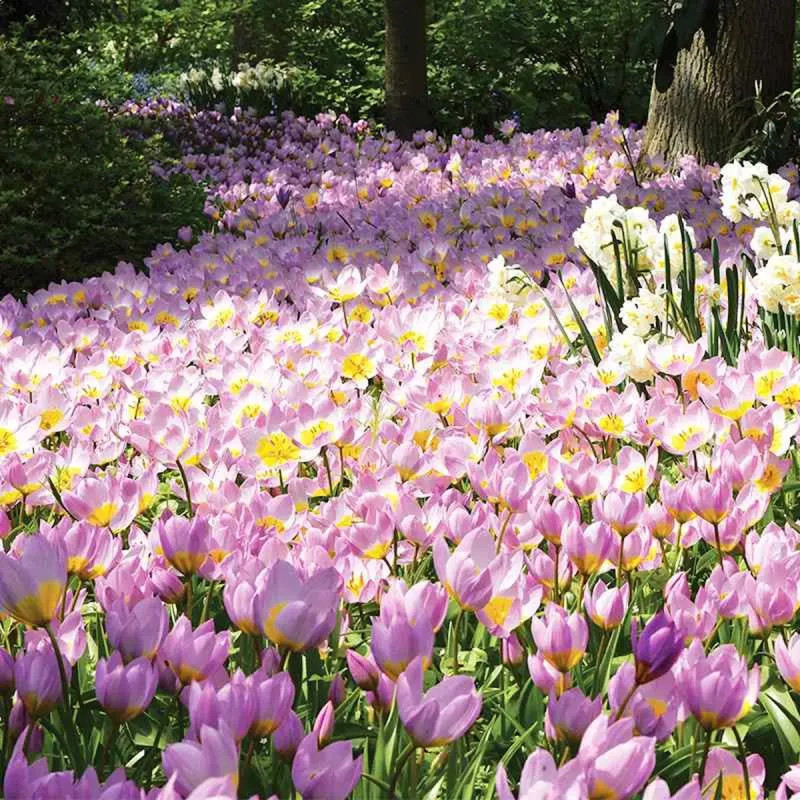 Tulipe botanique Saxatilis - Tulipa | Achat direct au producteur