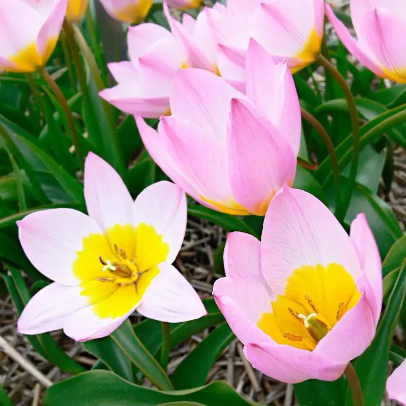 Tulipe botanique Saxatilis - Tulipa | Achat direct au producteur