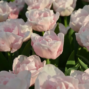 Tulipe Double Hâtive 'Mariage' - Tulipa | Achat direct au producteur