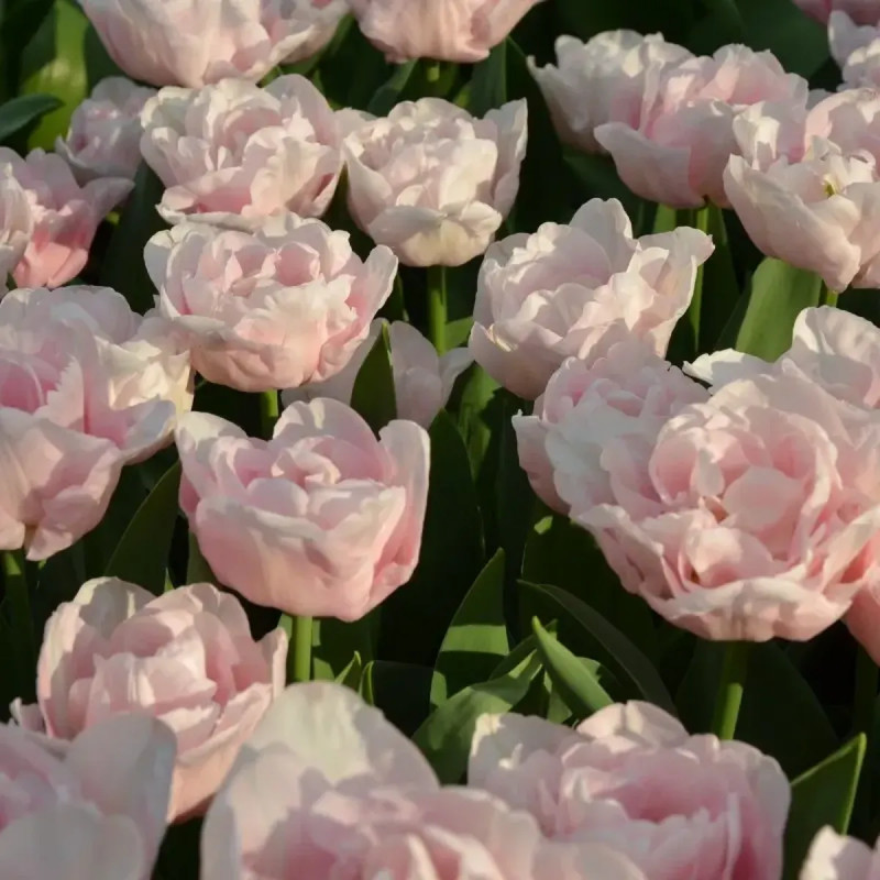 Tulipe Double Hâtive 'Mariage' - Tulipa | Achat direct au producteur