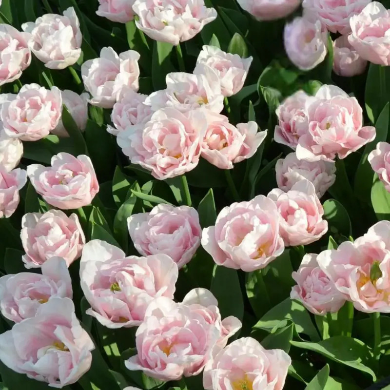Tulipe Double Hâtive 'Mariage' - Tulipa | Achat direct au producteur