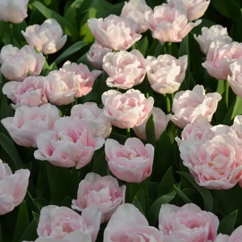 Tulipe Double Hâtive 'Mariage' - Tulipa | Achat direct au producteur