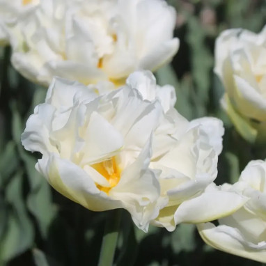 Tulipe Double Hâtive 'Northcap' - Tulipa | Achat direct au producteur