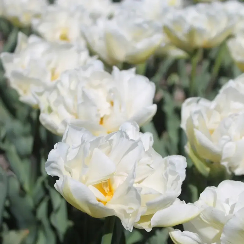 Tulipe Double Hâtive 'Northcap' - Tulipa | Achat direct au producteur