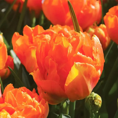 Tulipe Simple Hâtive 'Orca' - Tulipa | Achat direct au producteur