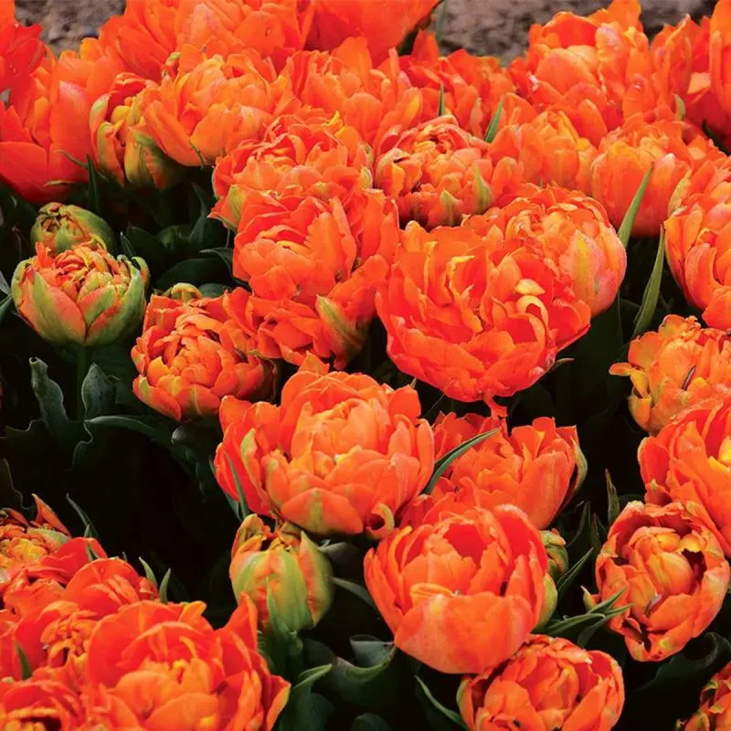 Tulipe Simple Hâtive 'Orca' - Tulipa | Achat direct au producteur