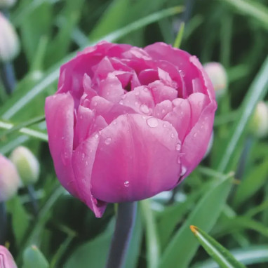Tulipe Double Hâtive 'Respectable' - Tulipa | Achat producteur