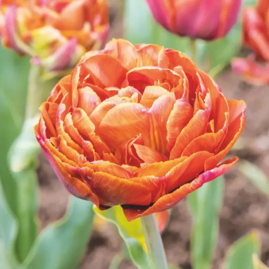 Tulipe Double Hâtive Valdivia - Tulipa | Achat direct au producteur