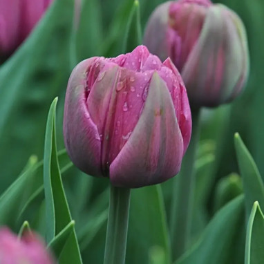 Tulipe Double 'Double You' - Tulipa | Achat direct au producteur