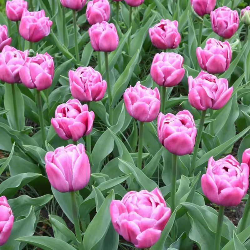 Tulipe Double 'Double You' - Tulipa | Achat direct au producteur