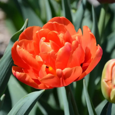 Tulipe Double Tardive 'Icoon' - Tulipa | Achat direct au producteur