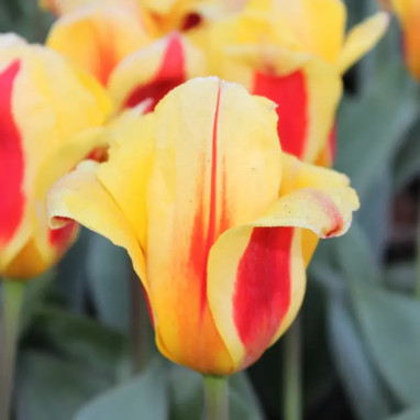 Tulipe Fosteriana 'Juan Flamed' - Tulipa | Achat direct au producteur