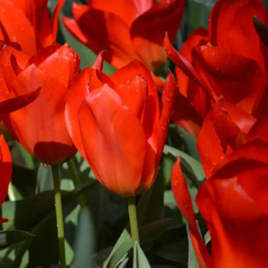 Tulipe Fosteriana 'Red Purissima' - Tulipa | Achat producteur