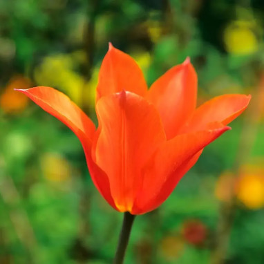 Tulipe fleur de lis 'Ballerina' - Tulipa | Achat direct au producteur