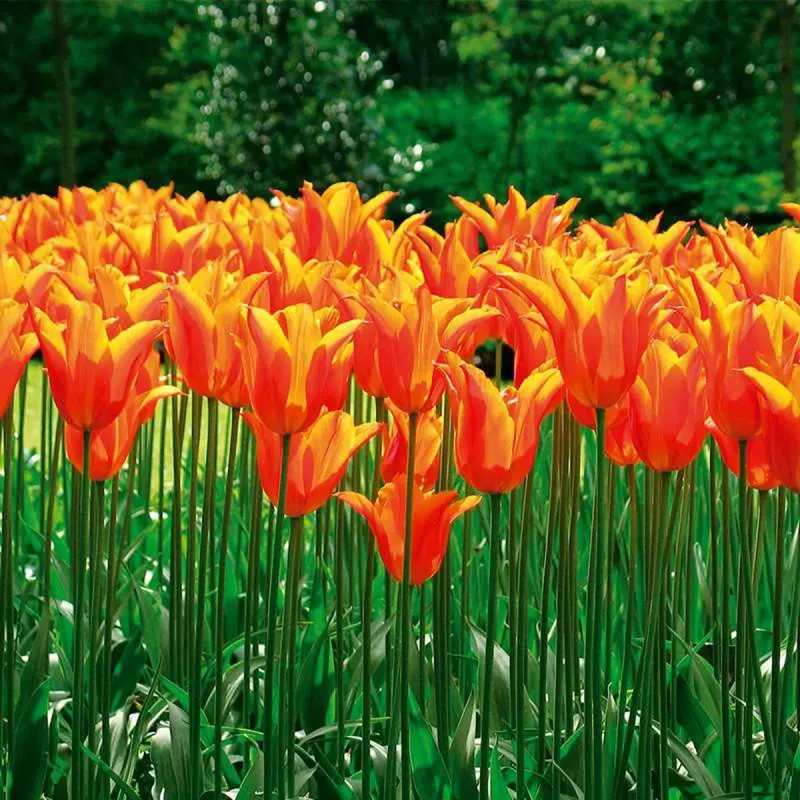 Tulipe fleur de lis 'Ballerina' - Tulipa | Achat direct au producteur