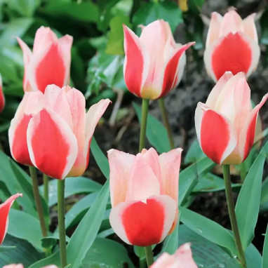 Tulipe Greigii 'Mary Ann' - Tulipa | Achat direct au producteur