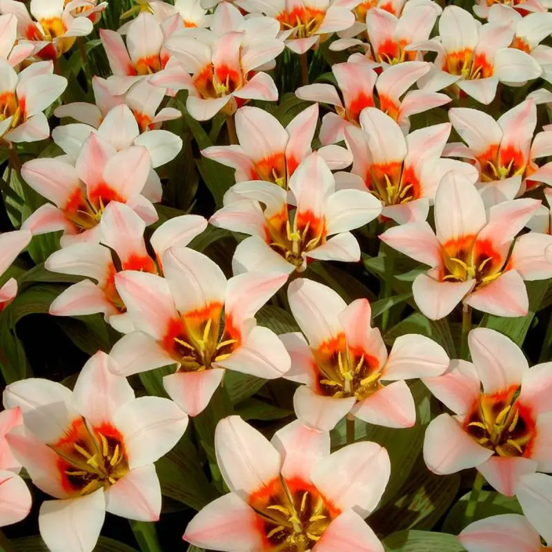 Tulipe Greigii 'Mary Ann' - Tulipa | Achat direct au producteur
