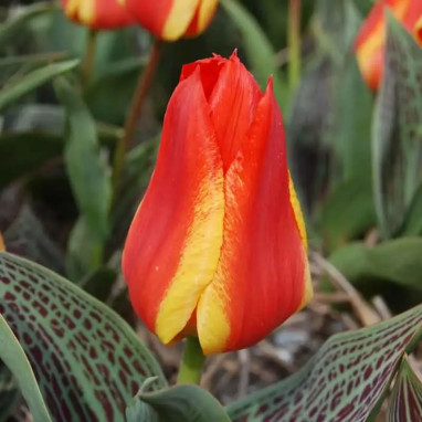 Tulipe Greigii 'Cape Cod' - Tulipa | Achat direct au producteur
