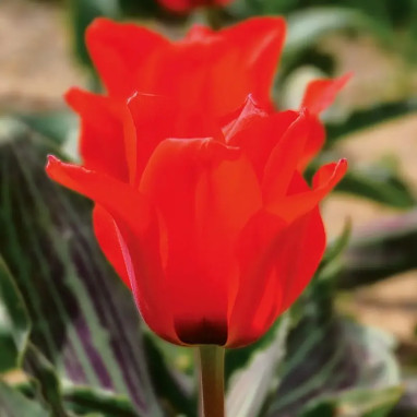 Tulipe Greigii 'Chaperon Rouge' - Tulipa | Achat direct au producteur