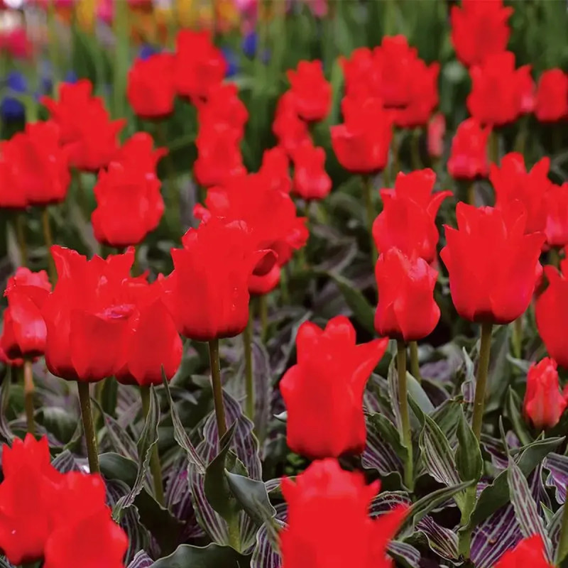 Tulipe Greigii 'Chaperon Rouge' - Tulipa | Achat direct au producteur