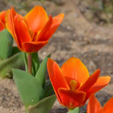 Tulipe Kaufmanniana 'Household' - Tulipa | Achat direct au producteur
