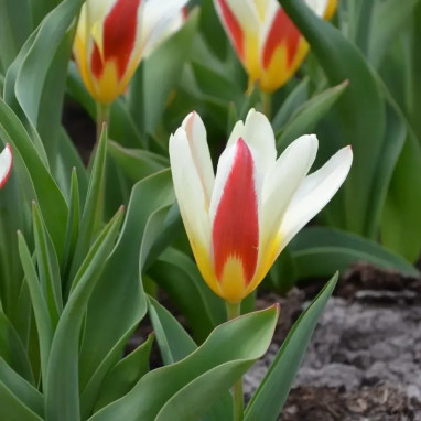 Tulipe Kaufmanniana 'The First' - Tulipa | Achat direct au producteur