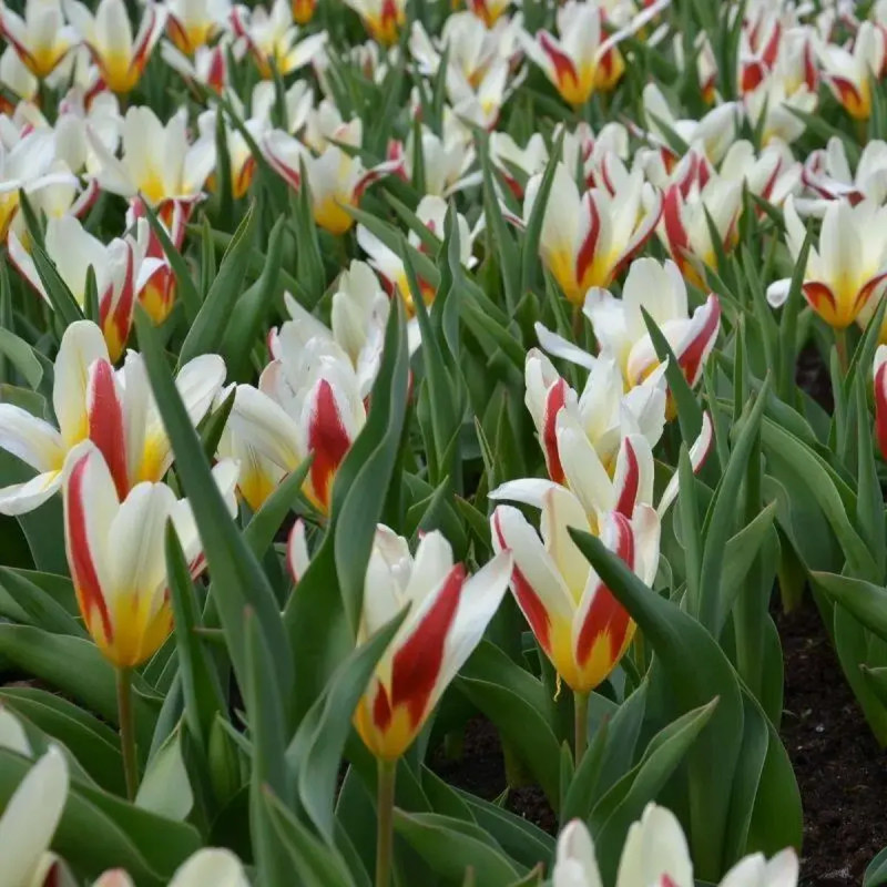 Tulipe Kaufmanniana 'The First' - Tulipa | Achat direct au producteur