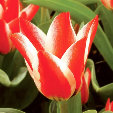 Tulipe Greigii 'Pinocchio' - Tulipa | Achat direct au producteur