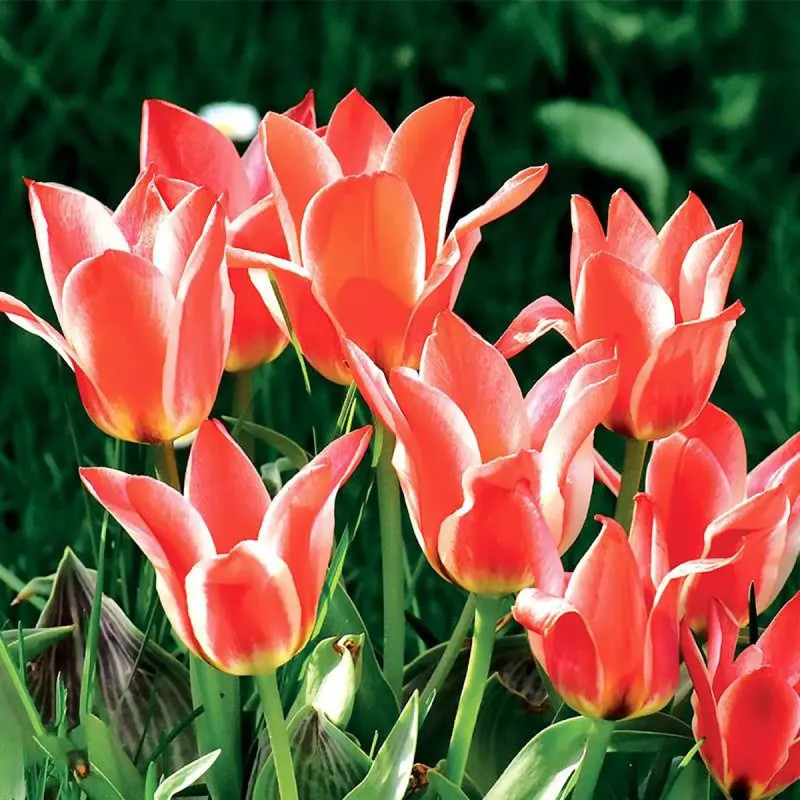 Tulipe Greigii 'Pinocchio' - Tulipa | Achat direct au producteur