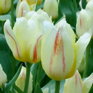 Tulipe Greigii 'White Fire' - Tulipa | Achat direct au producteur
