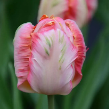 Tulipe perroquet 'Cabanna' - Tulipa | Achat direct au producteur