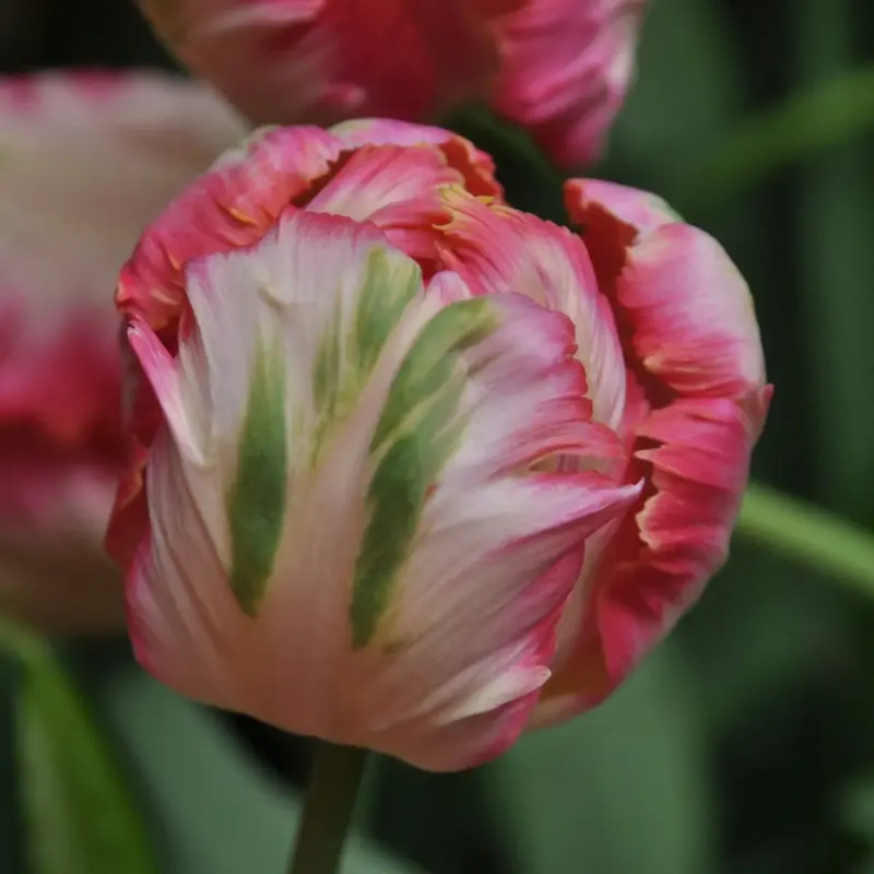 Tulipe perroquet 'Cabanna' - Tulipa | Achat direct au producteur