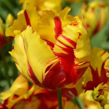 Tulipe Perroquet 'Texas Flame' - Tulipa | Achat direct au producteur