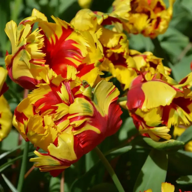 Tulipe Perroquet 'Texas Flame' - Tulipa | Achat direct au producteur