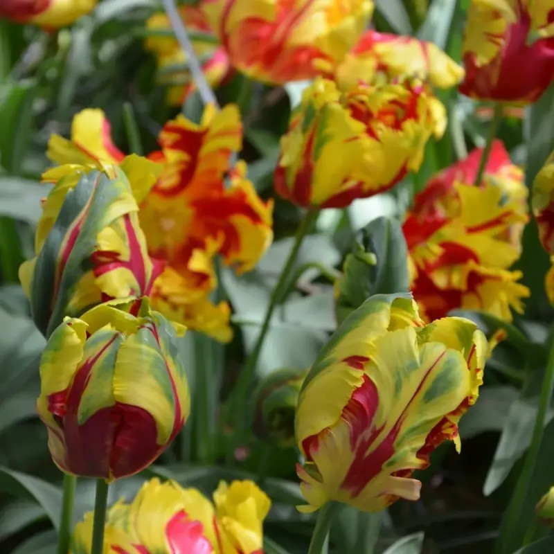 Tulipe Perroquet 'Texas Flame' - Tulipa | Achat direct au producteur