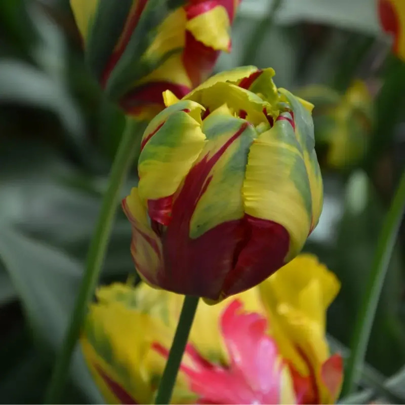 Tulipe Perroquet 'Texas Flame' - Tulipa | Achat direct au producteur