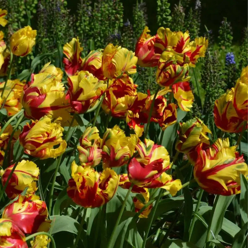 Tulipe Perroquet 'Texas Flame' - Tulipa | Achat direct au producteur