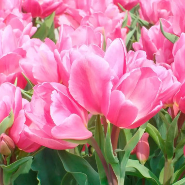 Tulipe pluriflore 'Happy Family' - Tulipa | Achat direct producteur