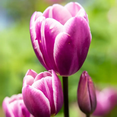 Tulipe pluriflore 'Purple Elegance' - Tulipa | Achat producteur