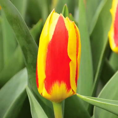 Tulipe Kaufmanniana 'Stresa' - Tulipa | Achat direct au producteur