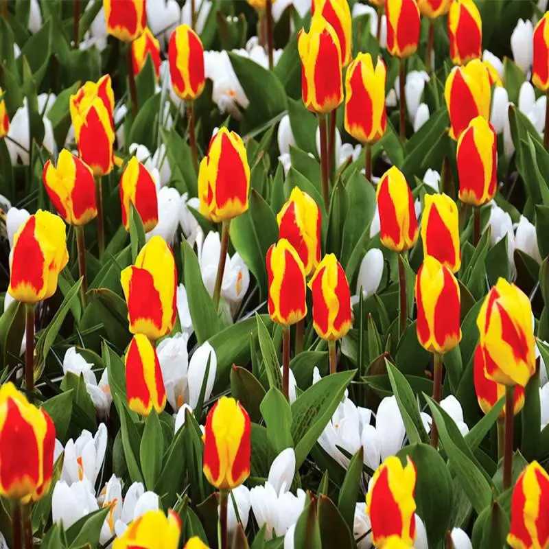 Tulipe Kaufmanniana 'Stresa' - Tulipa | Achat direct au producteur