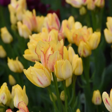 Tulipe pluriflore 'Sunshine Club' - Tulipa | Achat direct au producteur