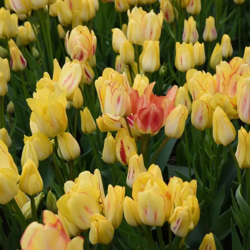 Tulipe pluriflore 'Sunshine Club' - Tulipa | Achat direct au producteur