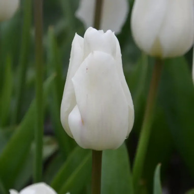 Tulipe simple hâtive 'White Prince' - Tulipa | Achat producteur