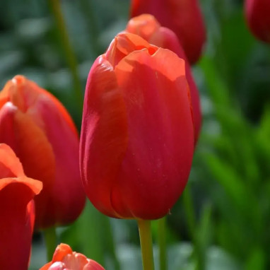 Tulipe Simple Tardive 'Avignon' - Tulipa | Achat direct au producteur