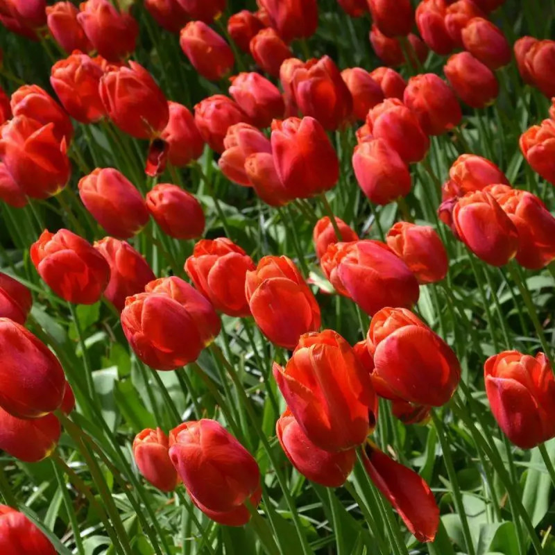 Tulipe Simple Tardive 'Avignon' - Tulipa | Achat direct au producteur